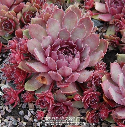 Photo Of The Entire Plant Of Hen And Chicks Sempervivum Lavender And