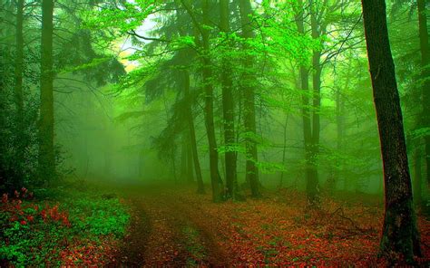 Misty Morning Autumn Foggy Woods Bonito Fog Leaves Splendor