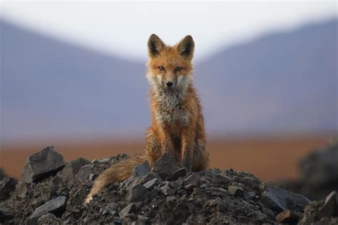 A Curious Red Fox In The Brooks Range Of Alaska Wildlifephotography