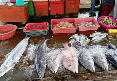 Near the beach is a turtle hatchery. Tertunailah Hasrat Di Hati: Ikan Segar Di Pengkalan Balak ...