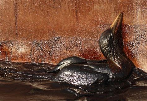 Birding The Oil Spill Binocular Vision