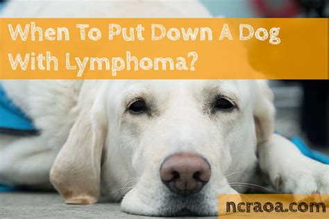 What Are The Stages Of Lymphoma In Dogs