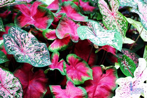 Full shade in zone 8 (partial shade in colder zones) soil needs: Sacramento Landscaping: Recommended Shade Plants ...