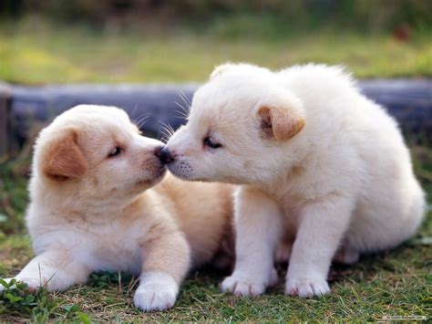 Learning how to draw animals means learning how to draw animals of all kinds, from domestic dogs and cats to wild, majestic creatures that prowl our most exotic places! cute baby animals - Free Large Images