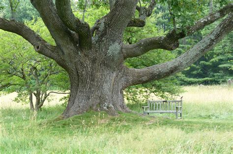 Maybe you would like to learn more about one of these? Gardening 101: White Ash Tree - Gardenista