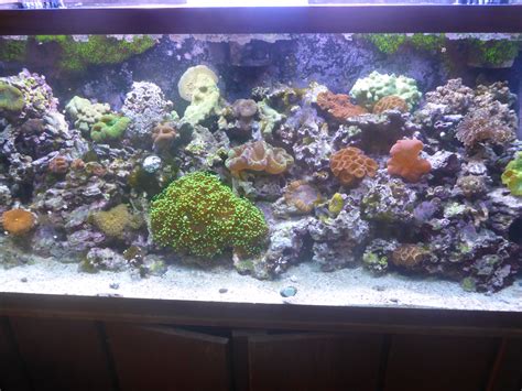 75 Gallon Reef Tank 1200 Complete Systems Austin Reef Club