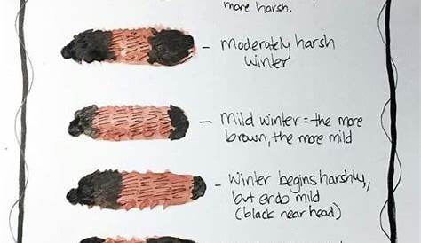 wooly caterpillar winter chart