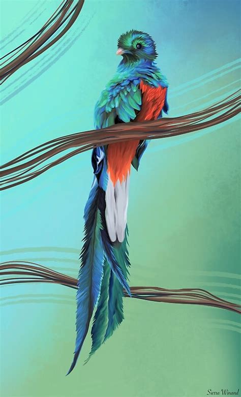 quetzal bird by sierrareighart redbubble
