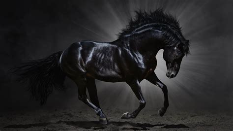 I don't know, maybe it's the fact that this movie was released in 2016 on this side of the world whereas it was. Black Horse Wallpaper ·① WallpaperTag