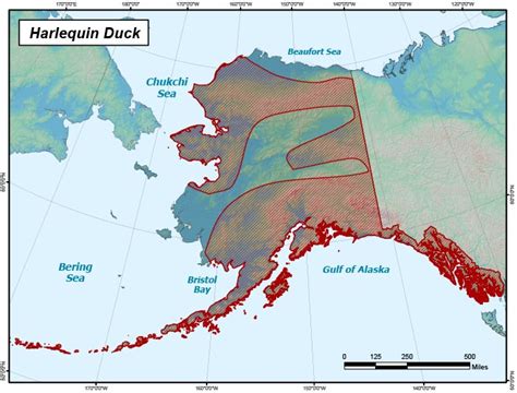 Harlequin Duck Range Map Alaska Department Of Fish And Game