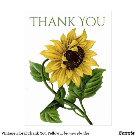 Vintage Floral Thank You Yellow Sunflower Flowers Postcard Sunflower