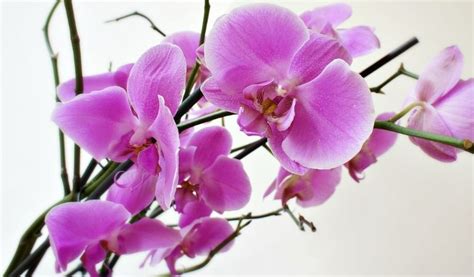 Common white cut flowers sent as a sign of sympathy include sympathy lilies, white roses, orchids and irises. How to Send Flowers the Chinese Way | Chinese American Family