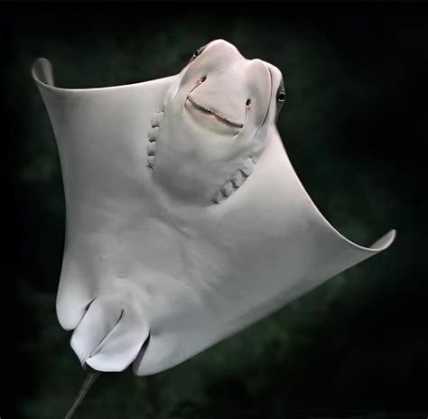 Bottom Side Underwater Creatures Underwater Life Ocean Creatures
