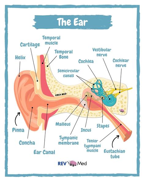 Ear Anatomy Coronal View External Ear Middle Grepmed