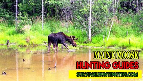 Maine Moose Hunting Guides For Both Experts And The Novice