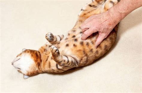 It can show if the cancer has spread outside the bladder. The Cause of a Cat's Stomach Lump