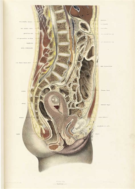 Historical Anatomies On The Web Wilhelm Braune Home