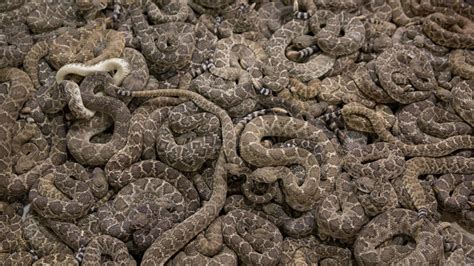 Rattlesnakes Slither At Texas Capitol To Promote Roundup Cbs Texas