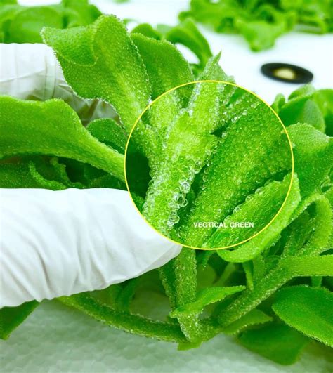 Ice Plant Singapore Buy Freshly Grown Crystalline Ice Plants From