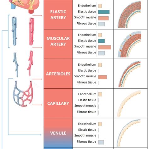 Structure Of Vascular System Comparison Of The Walls Of An Elastic