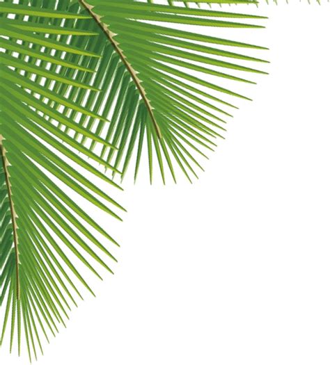 Green Palm Leaves Png Image Png Mart