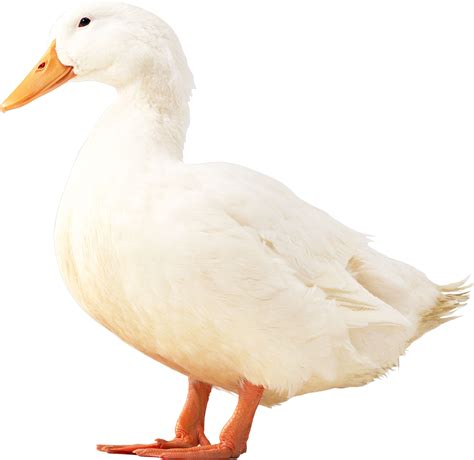 White Duck Png Image
