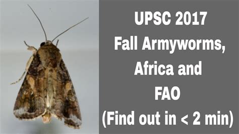 Upsc 2017 Fall Armywormsafrica And Fao Find Out In Less Than 2 Min