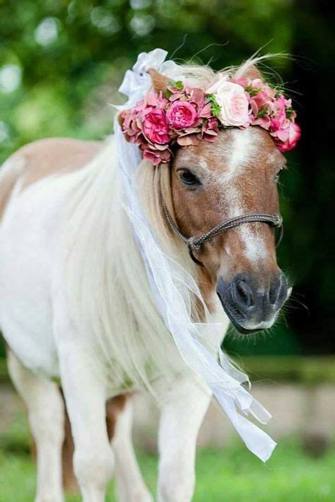 Pin By Linda Sumruld On Flower Crowns Cute Horses Horse Flowers Horses