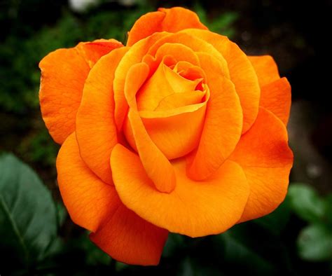 45 Tipos De Flores Bonitas E IncreÍbles Para Tu Jardín