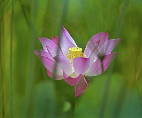 Lotus Flower Photograph By Tim Fitzharris Fine Art America
