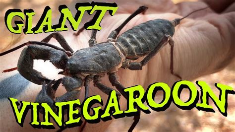 Damon diadema, or tailless whip scorpions, or whipspiders, are not spiders or after tailless whip scorpions appeared on that terrible tv programme, 'i'm a celebrity. Vinegaroon / Giant Whip Scorpion - Smells Like Long John ...