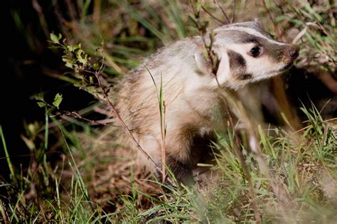 Wildlife Rehab Aids Animals Even Badgers Outdoors