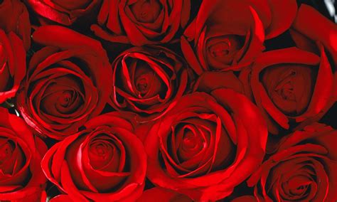 It is a very clean transparent background image and its resolution is 1024x1880 , please mark the image source when quoting it seeking more png image tumblr rose png,tumblr png,red glow png? 10 Most Popular Red Rose Background Tumblr FULL HD 1080p ...