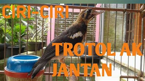 Bentuk jantan dan betina hampir mirip antara jengger dan jambulnya. Decu Kembang Trotol : Ciri-ciri perbedaan trotolan ...