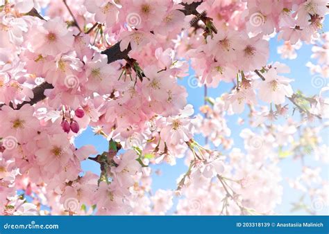 Bloeiende Roze Bloemen Van Sakura Boom Op Twig In De Tuin Op Een
