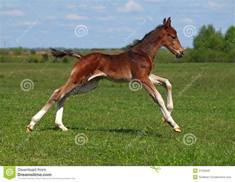 A Foal Galloping Stock Image Image Of Young Beauty 31039491