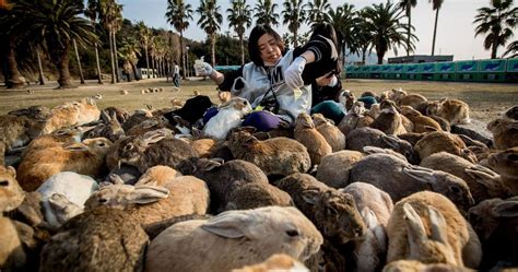 Japan Is Home To Ōkunoshima An Island Full Of Bunnies