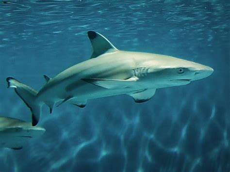 Blacktip Reef Shark Online Learning Center Aquarium Of The Pacific