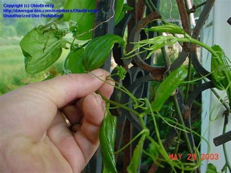 Plant Identification Closed Climbing Thorny Vine Id Help