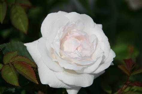 Rose Sh Pearlescent™ Shrub Rose Lincoln