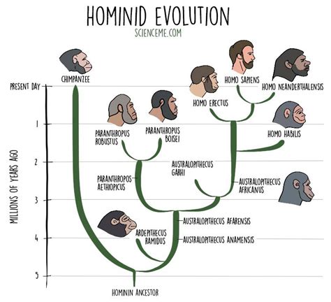 Early Hominids Timeline