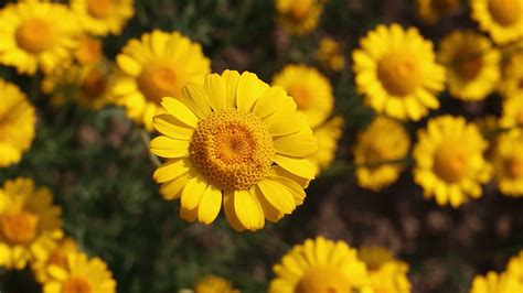 Yellow Daisy Flower Images As Best Hd Wallpapers For Laptop 1080p Hd