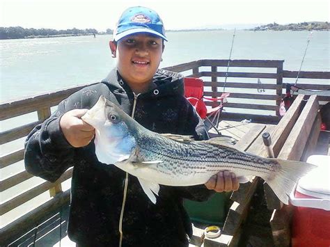 It covers 1100 sq miles and has over 700 miles of shore lines. Fishing - California Delta Chambers and Visitor's Bureau