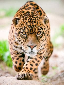 49ers were fined $100,000 and kyle shanahan $50,000. Population Growth - explore jaguars