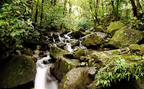 El Yunque National Rain Forest Day Trip Puerto Rico Visions Of Travel