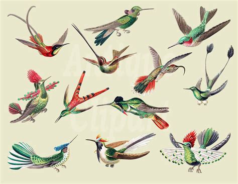 Colorful Clip Art Vintage Hummingbirds Set Digital Etsy