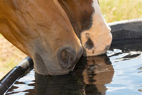 8 Ways To Keep Your Horses Water Tank Clean Presented By Kentucky