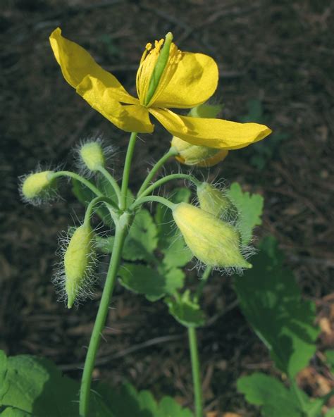 It is also translated as fire worshipper. Chelidonium majus (greater celandine): Go Botany