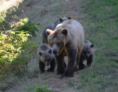 Grizzly Bear With Triplets Grizzly Bear Tours And Whale Watching