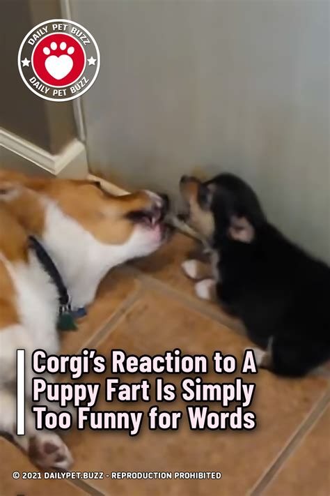 Corgis Reaction To A Puppy Fart Is Simply Too Funny For Words Pet Buzz